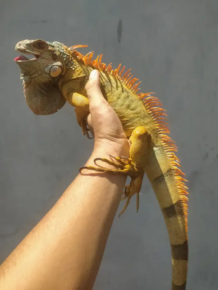 Red iguana gemoy