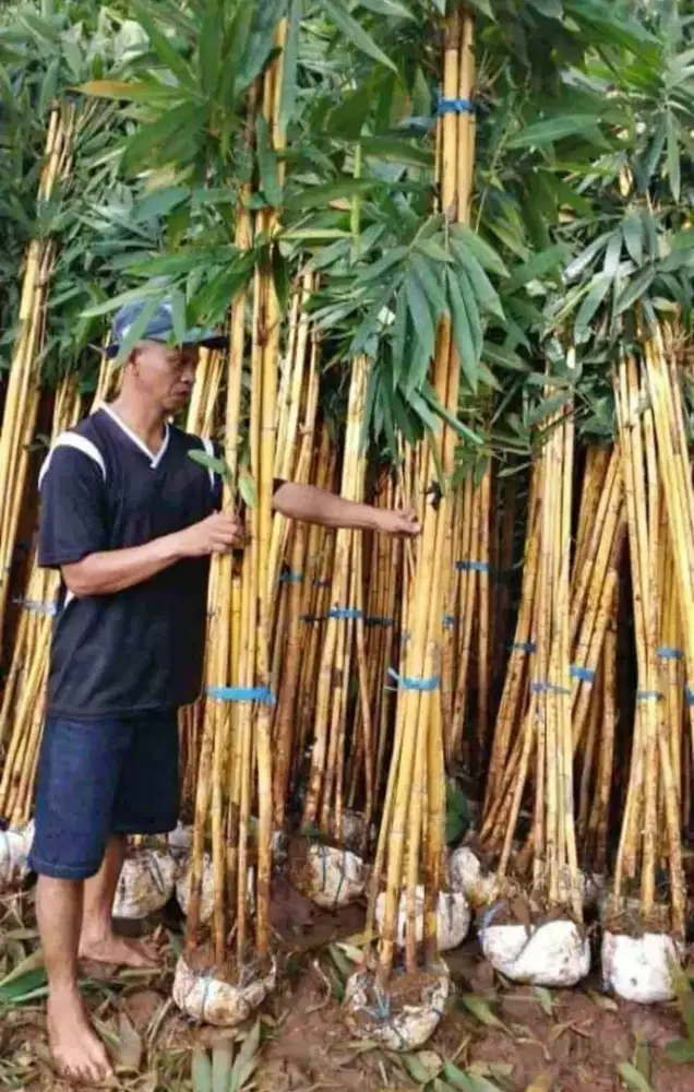 Jual bambu panda kuning