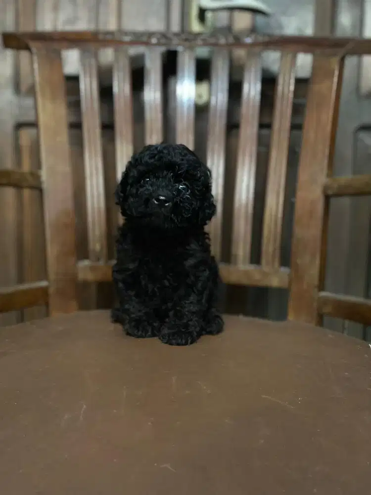 Black toy poodle betina super mini termurah