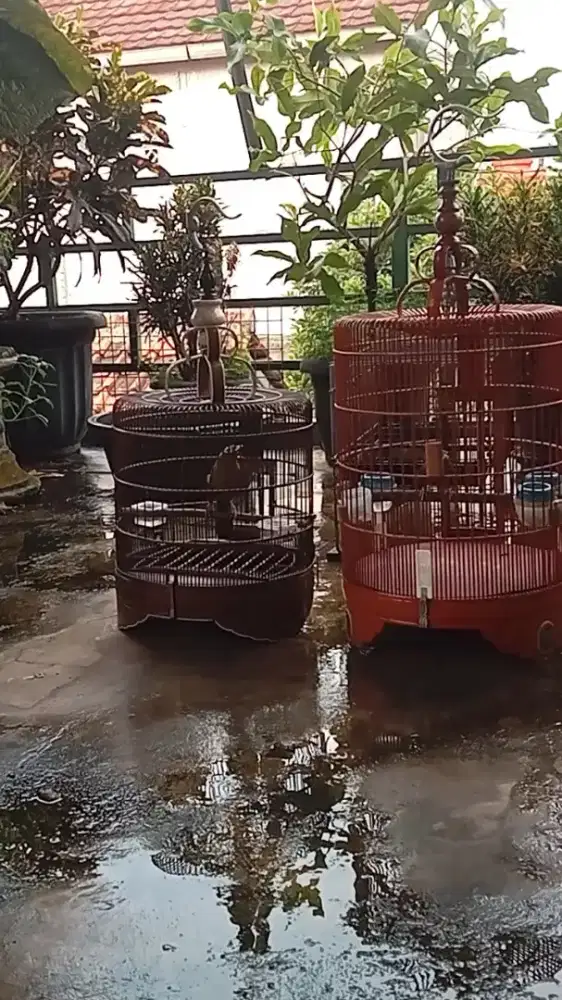 Sepasang wambi siaap d ternak