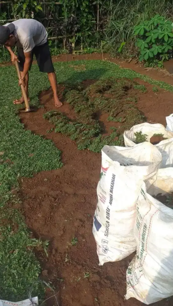 Jual rumput jepang dan gajah mini