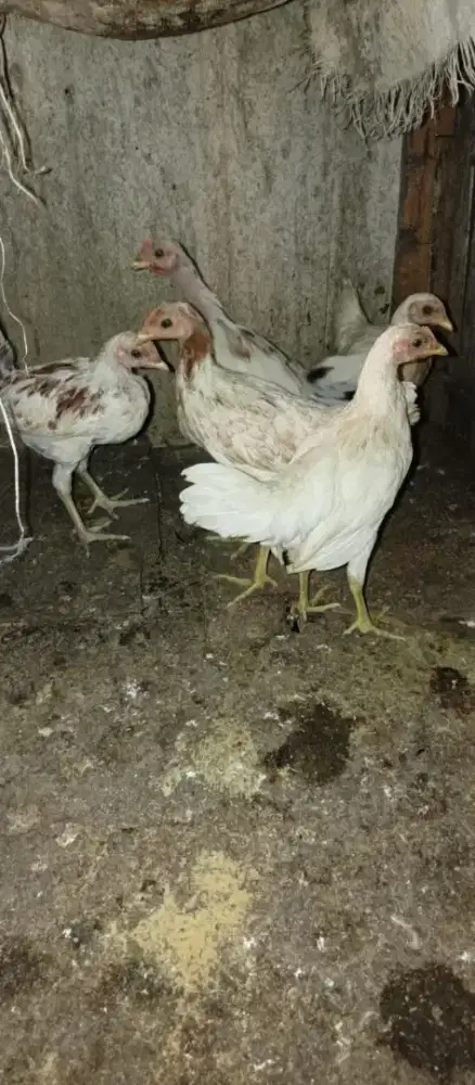 Ayam ketawa sehat lincah