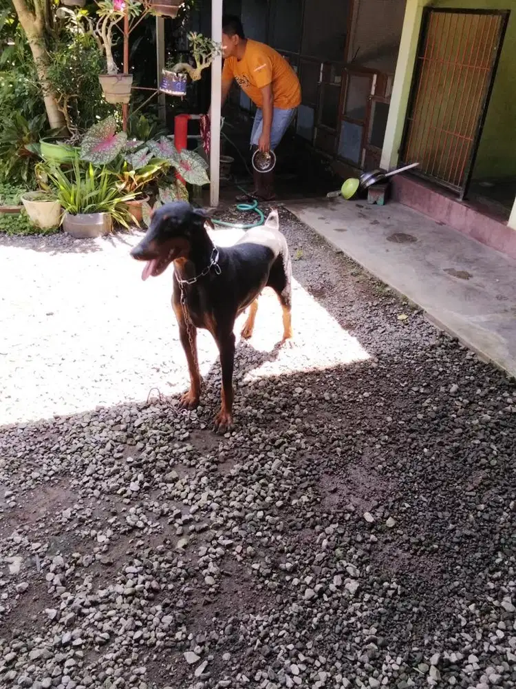 Doberman betina 1th stambum