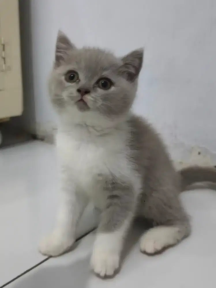 KUCING BSH BRITISH SHORTHAIR BICO CINNAMON FAWN KITTEN