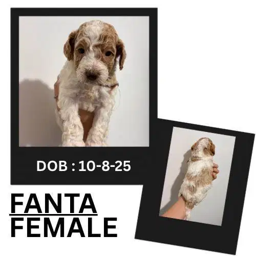 GIANT POODLE PUPPY STAMBUM VAKSIN