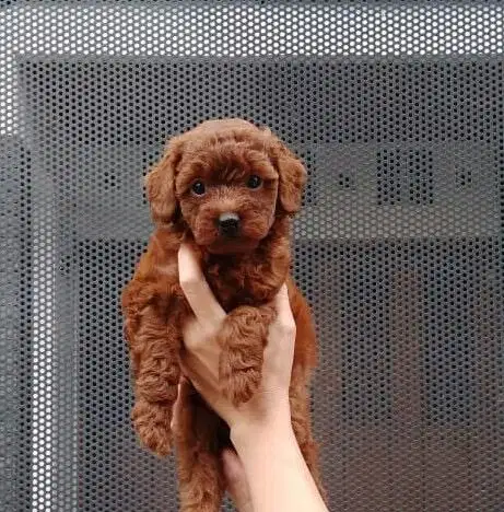 Red Toy Poodle Jantan