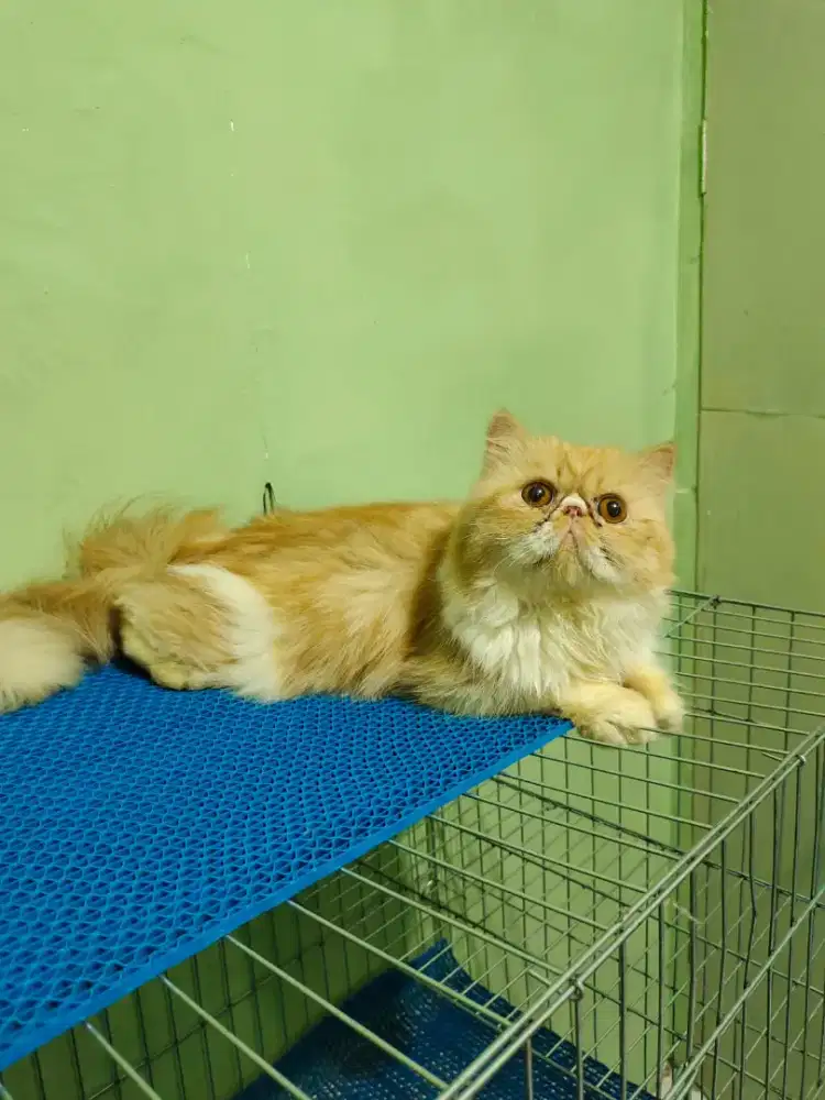 JASA PACAK PEAKNOSE