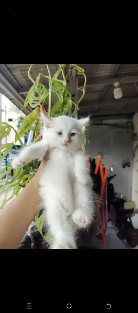 LEPAS ADOP KITTEN PERSIA
