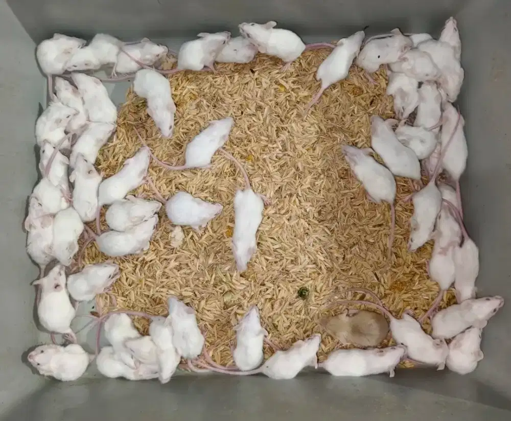 Tikus putih RAT dan MENCIT