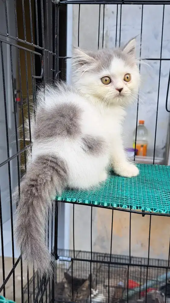 Kitten Persia Flatnose mix British Long Hair 3 bulan