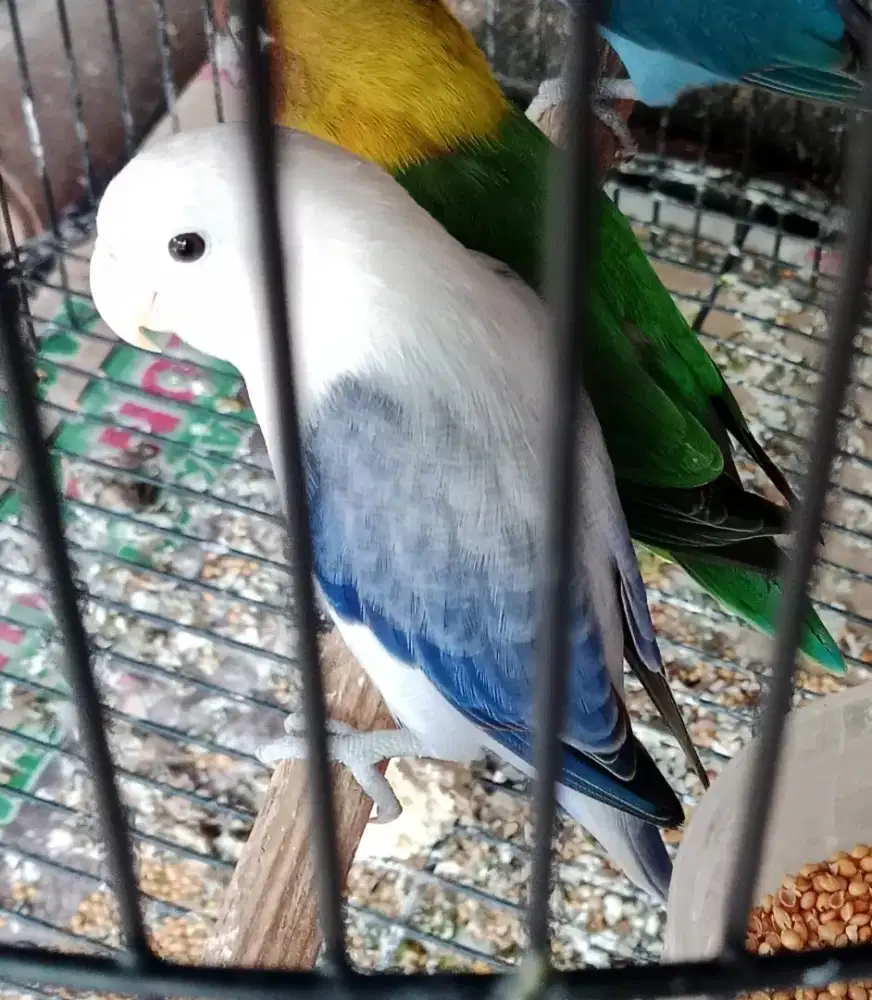 Burung lovebird biola euwing blue receh ngekek