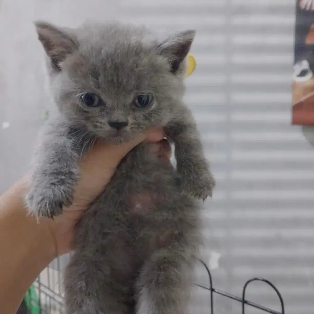 kitten BSH Blue Solid Line Ped British Short Hair Pure Betina