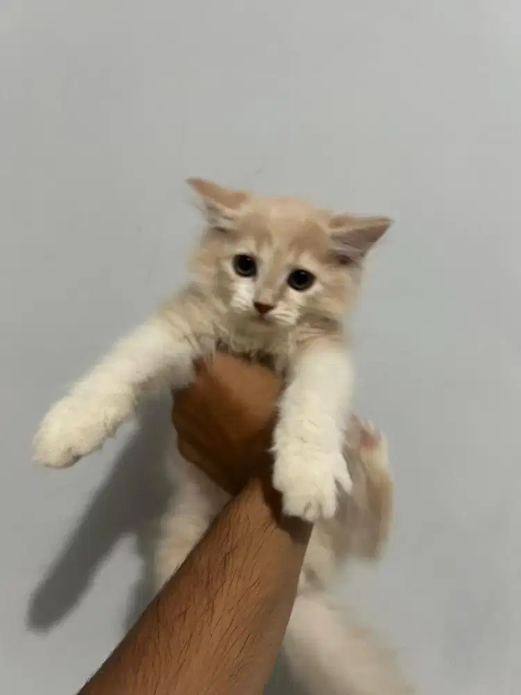 kucing Kitten persia