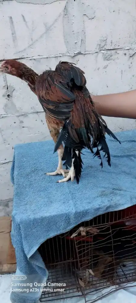 Ayam aseel parot. Sepasang
