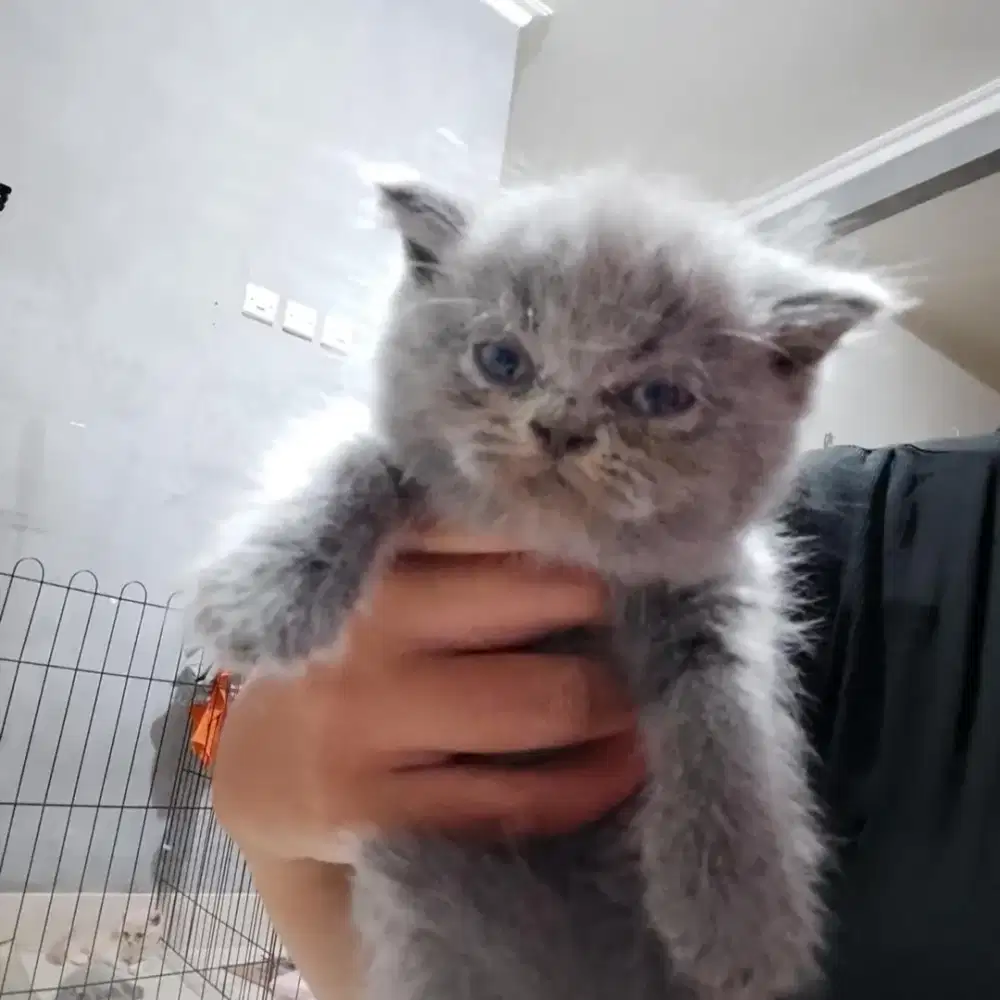 BSH Blue Solid LinePed Betina Kitten British Short Hair Pure