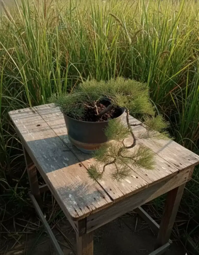 Bonsai Cemara Udang Cascade Style