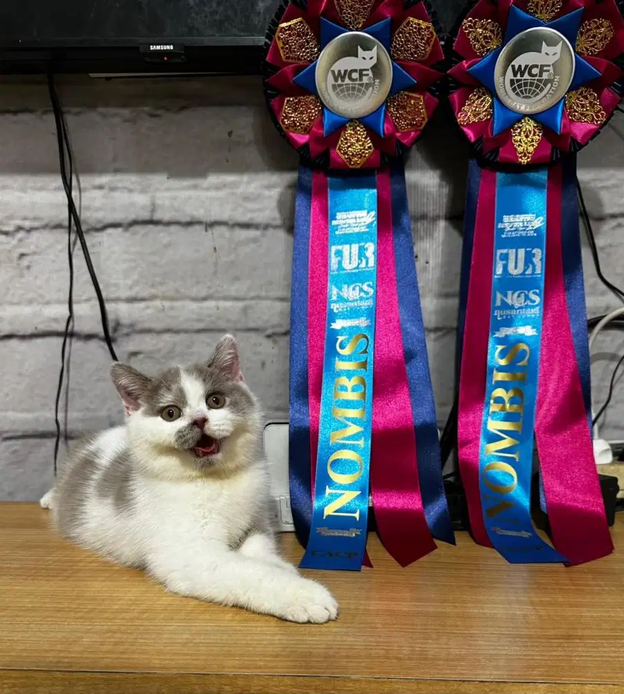 Kucing British Shorthair BSH bico lilac jantan
