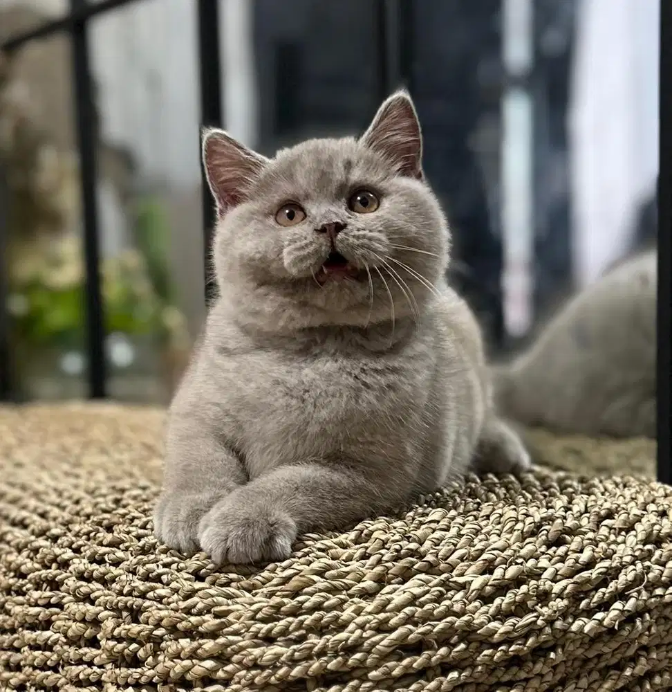 British shorthair bsh lilac solid show quality