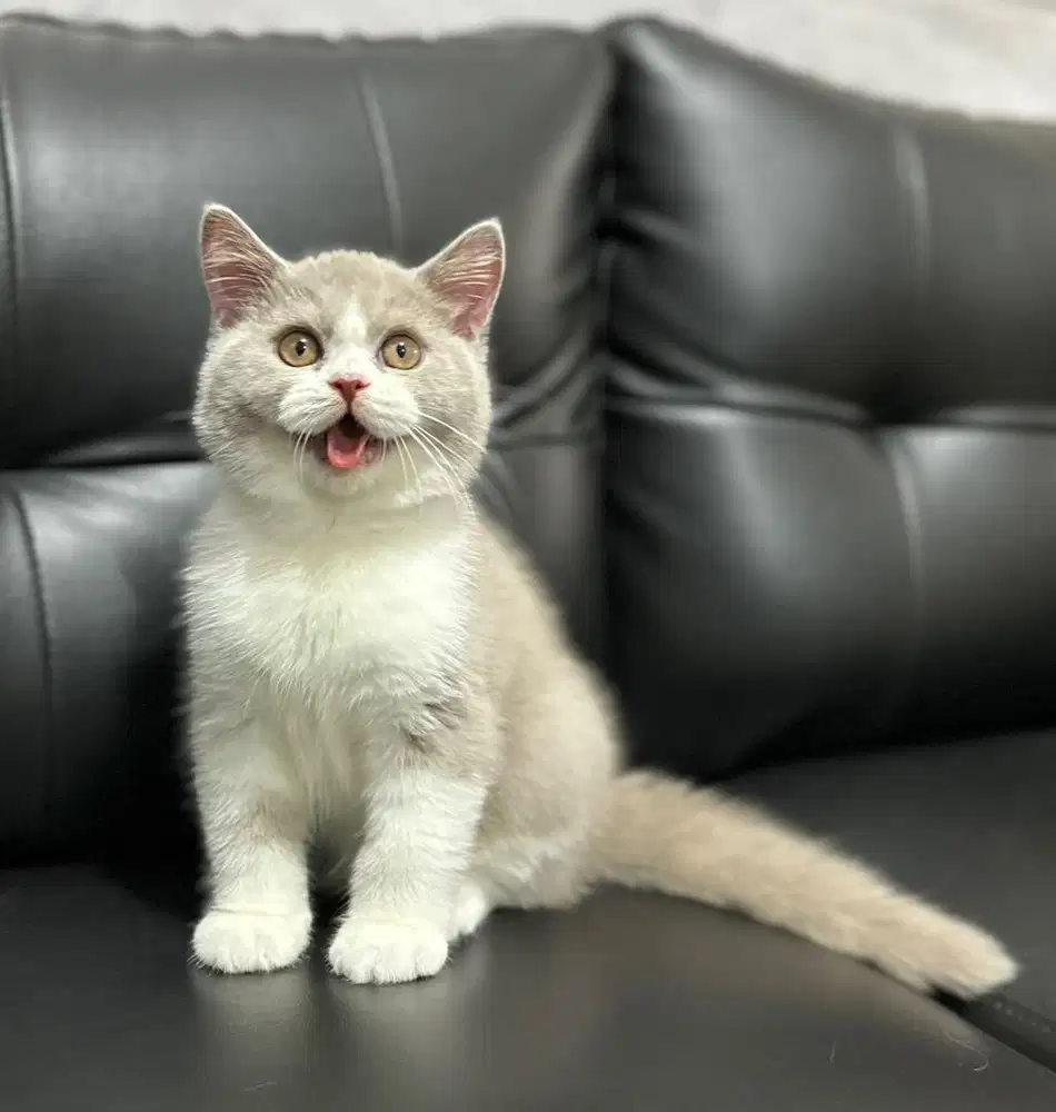 British shorthair bsh bico lilac kitten show quality