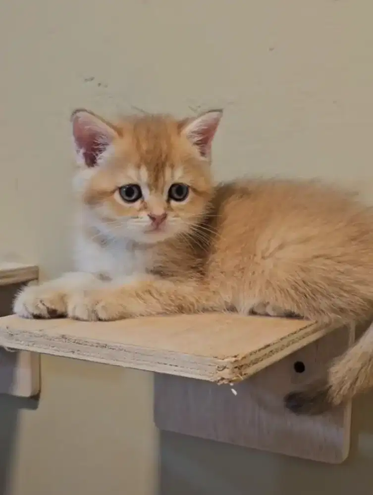 BSH Golden Line Ped Betina British Short Hair Kitten