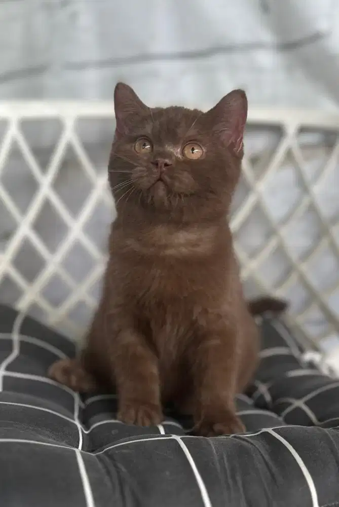 British shorthair bsh cinnamon good profile
