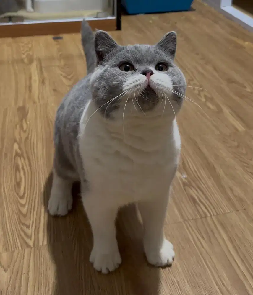 British shorthair bsh bico blue good profile
