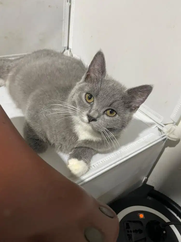 Kucing british shot hair