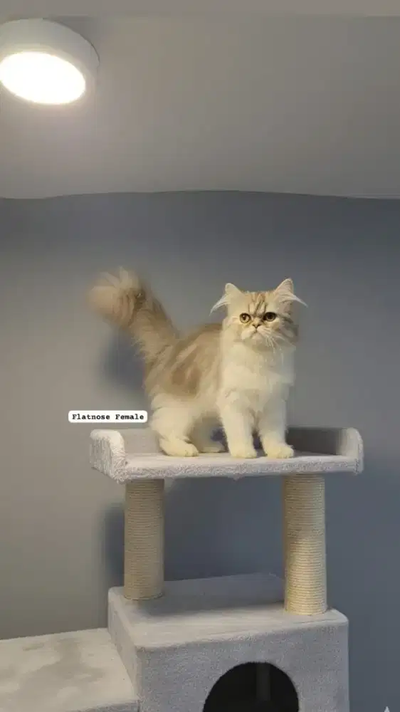 Kitten persia super lucu