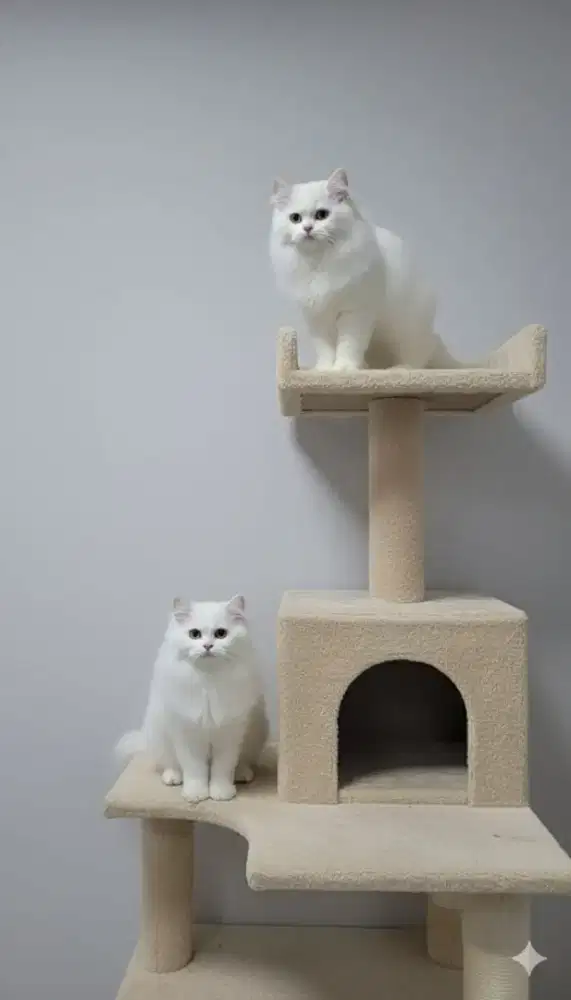 Kucing persia longhair flatnose