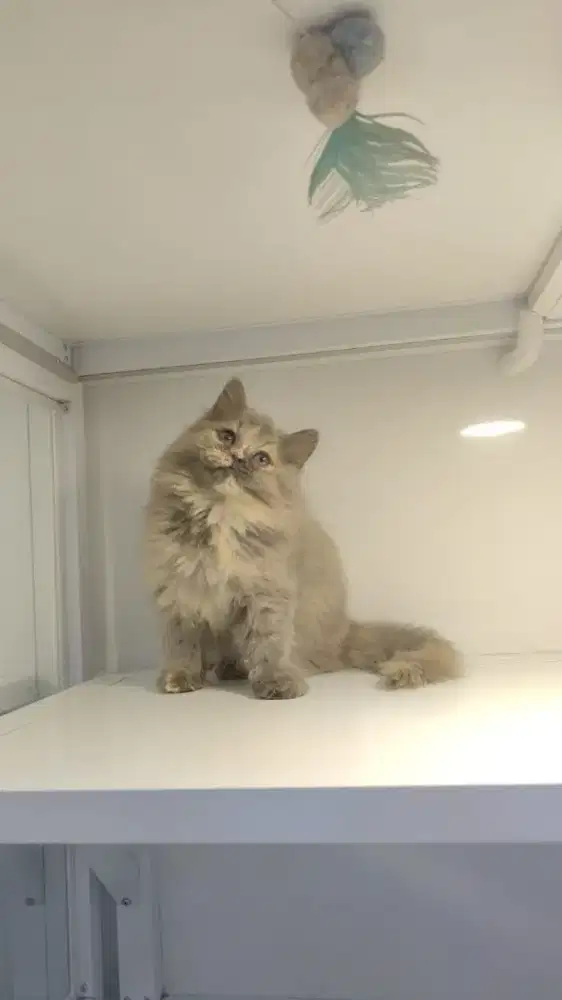 Kitten persia super lucuu dan mandiri