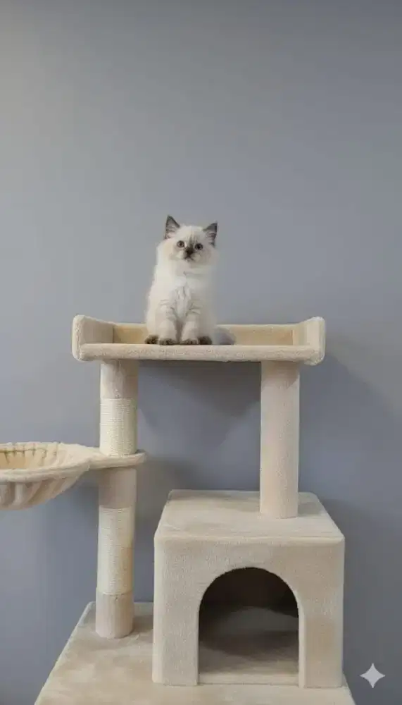 Kitten persia himalaya white solid bsh ready stok lainnya juga