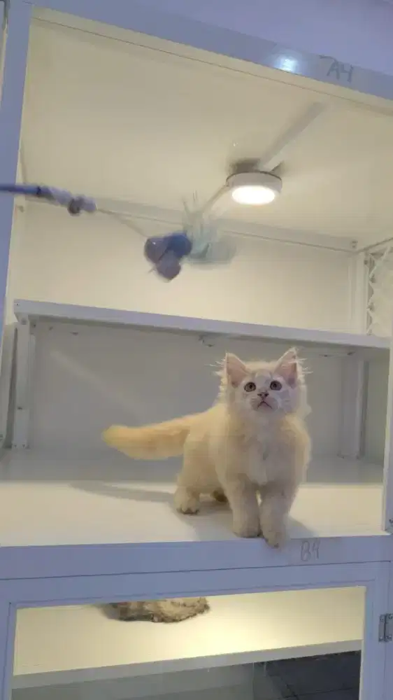 Kitten persia 3bulan super lucu