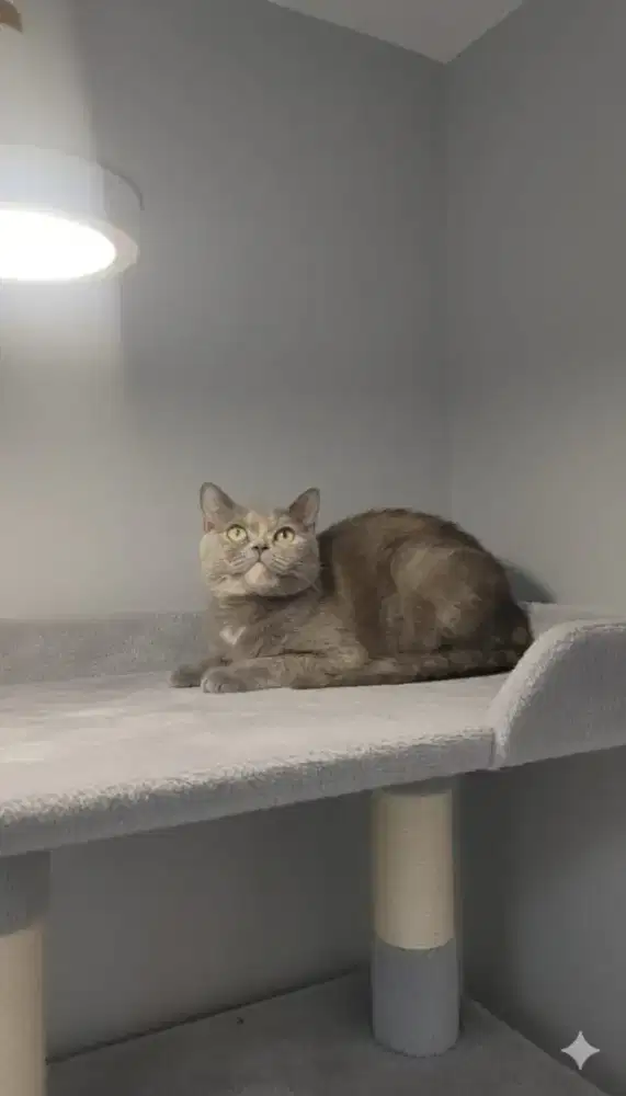 British Shorthair ready juga kitten persia yang super lucu lucu
