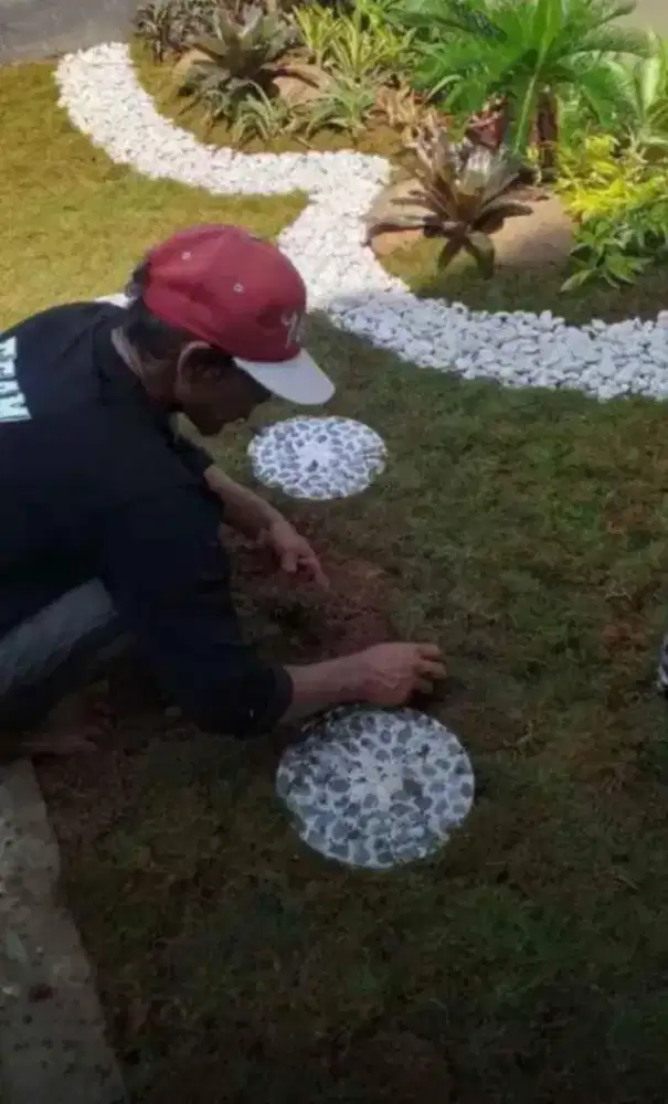 Jual rumput gajah mini