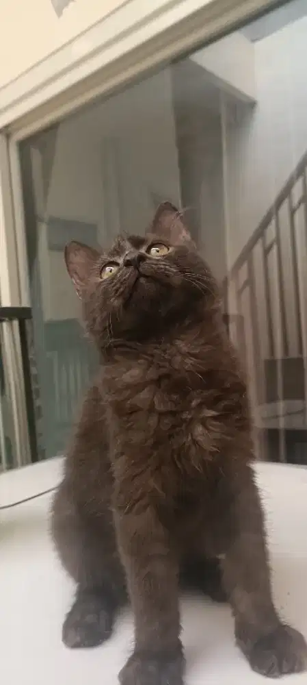 Persia Medium Kitten Jantan Coklat