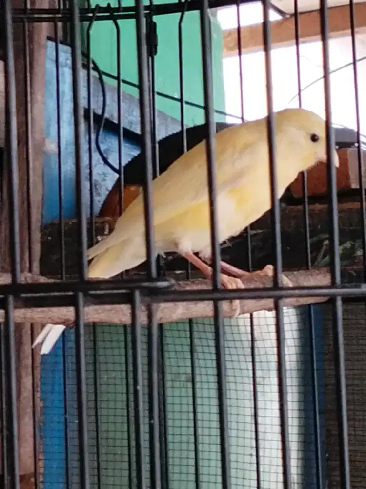 Kenari Loper paud riwikan