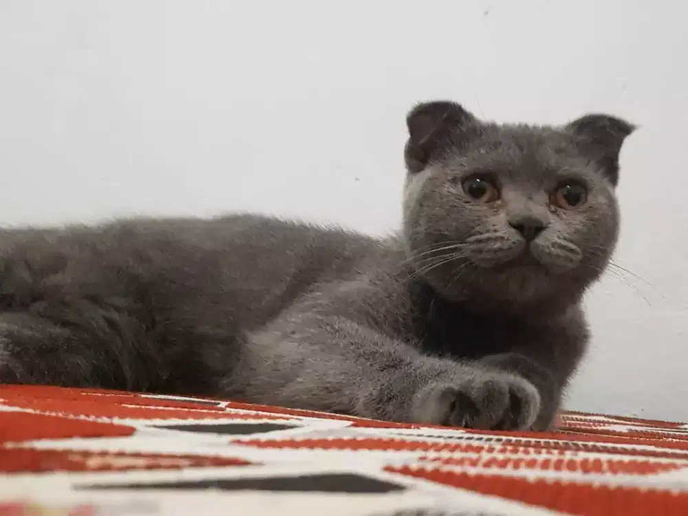 BSH Scottish Fold BETINA, Harga Nett ya!