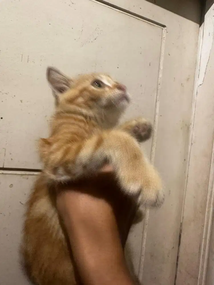 Kucing Oren GRATIS