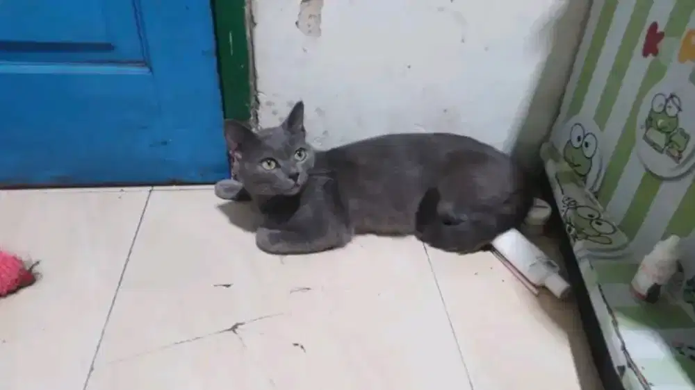 Kucing busok betina