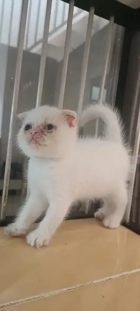 Lepas Adopt Kitten Scottish Fold