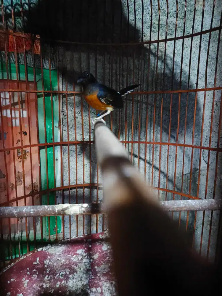 Burung murai betina