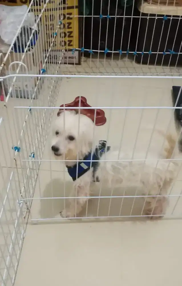 Anak anjing MaltiPom Ganti Pakan Nett