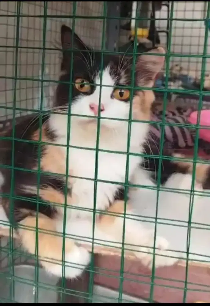 Calico Persia medium betina - 1 Thn 2 bln (nego)