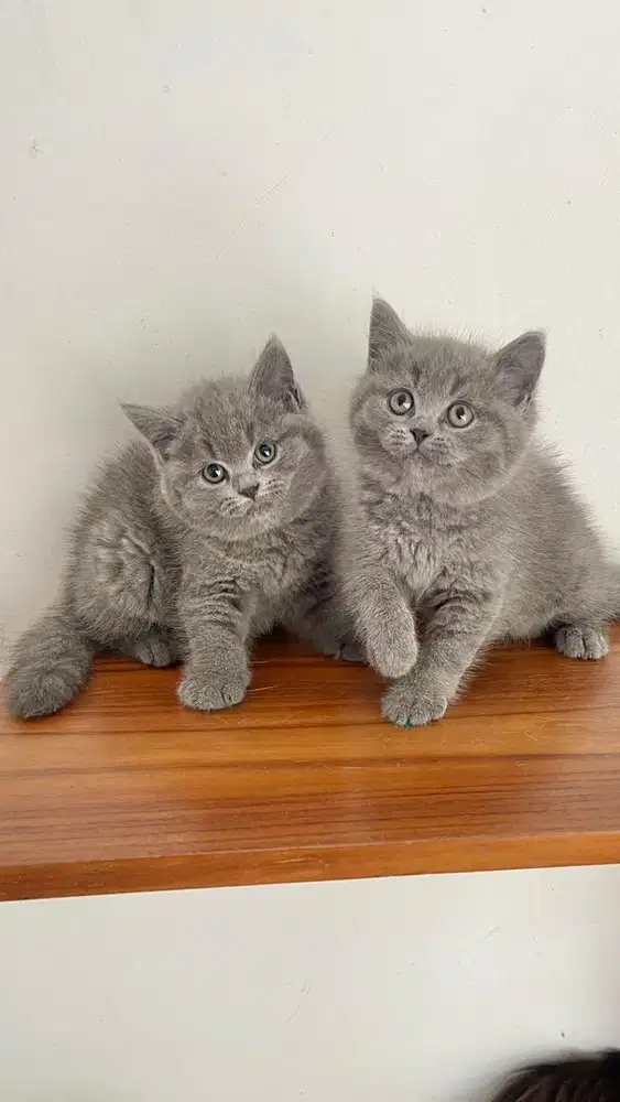 Kucing  BSH blue