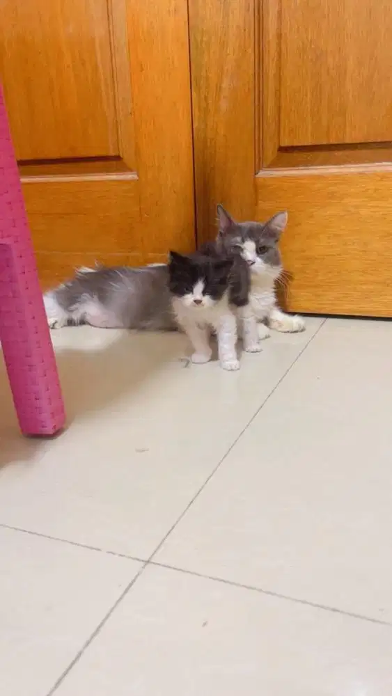 Kitten persia female