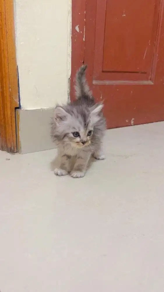 Kitten persia female