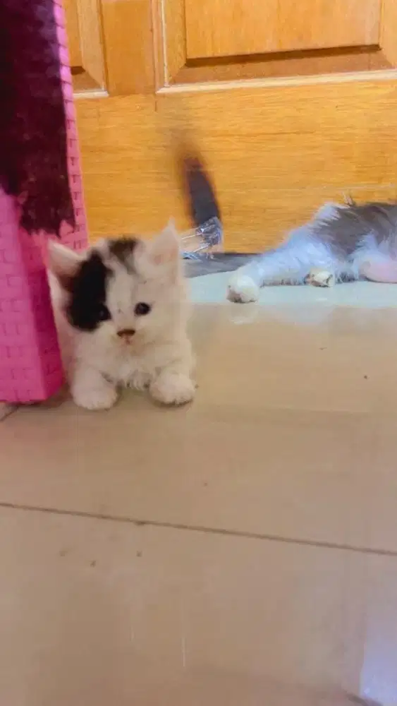 Kitten persia female