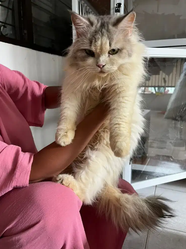 Kucing peliharaan