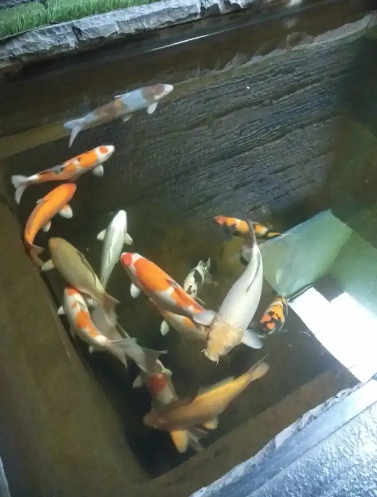 KOI Lokal Blitar Ukuran 4kg