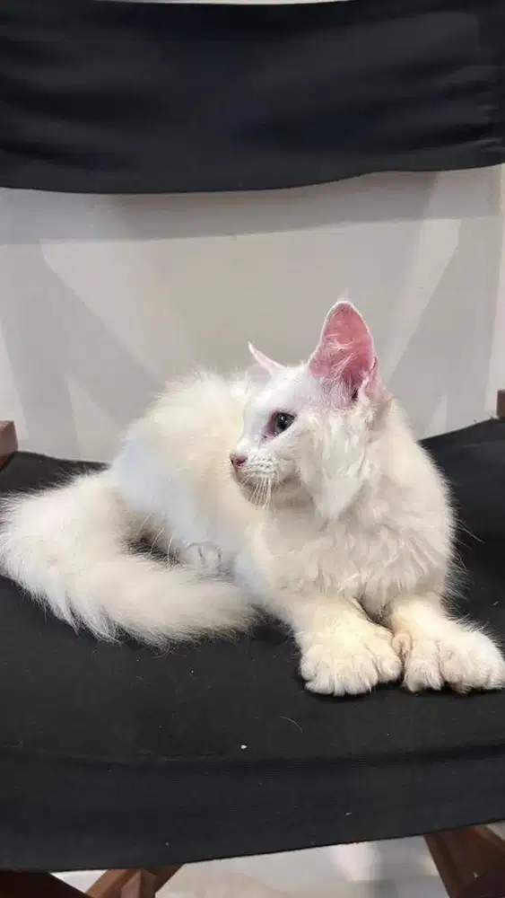 kucing mainecoon POLYDCTYL